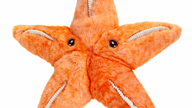 starfish plush toy