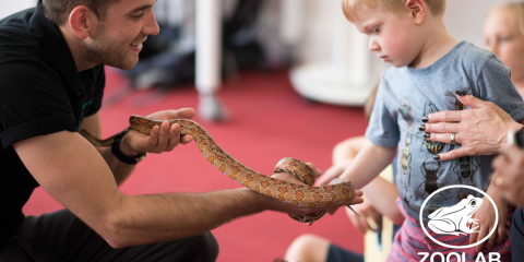 A young boy touches a snake as part of a Zoolabs show